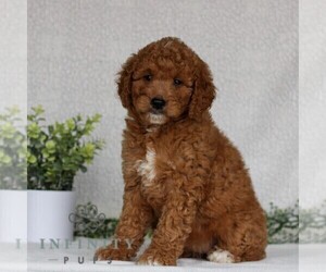 Goldendoodle (Miniature) Puppy for sale in EAST EARL, PA, USA