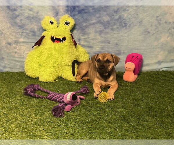 Medium Photo #2 American Pit Bull Terrier-Unknown Mix Puppy For Sale in Wetumpka, AL, USA