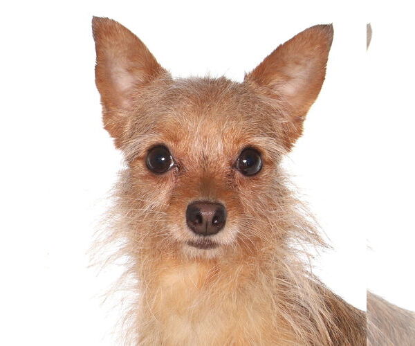 Medium Photo #1 Chihuahua-Unknown Mix Puppy For Sale in Oakland Park, FL, USA