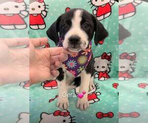 Labrador Retriever-Unknown Mix Dogs for adoption in SHERBURNE, NY, USA