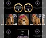 Puppy Emma AKC Poodle (Miniature)