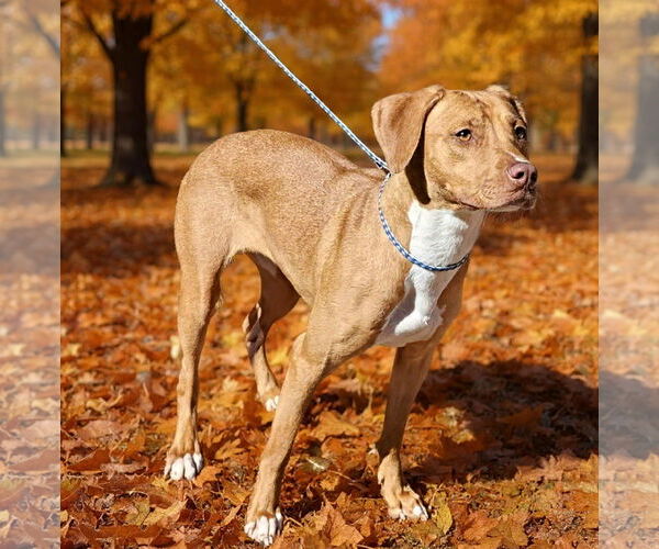 Medium Photo #3 American Pit Bull Terrier-Unknown Mix Puppy For Sale in Talladega, AL, USA