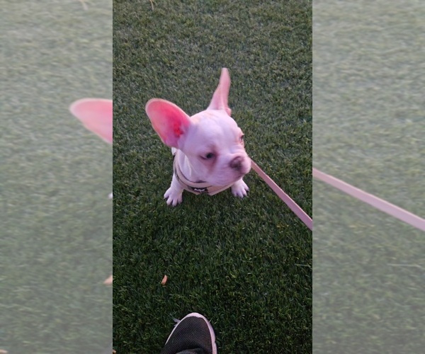 Medium Photo #9 French Bulldog Puppy For Sale in SARASOTA, FL, USA