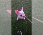 Polar - Male French Bulldog Puppy for Sale - Photo #9