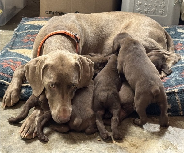 Medium Photo #10 Vizsla-Weimaraner Mix Puppy For Sale in MARSHVILLE, NC, USA