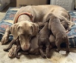 Small #9 Vizsla-Weimaraner Mix