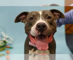 Small #19 American Pit Bull Terrier