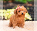 Small Photo #88 Maltipoo (Miniature) Puppy For Sale in WARSAW, IN, USA