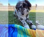 Small Photo #16 Australian Shepherd Puppy For Sale in DOTHAN, AL, USA