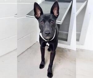 A662032 - Female Australian Kelpie-Unknown Mix Dog for Adoption - Photo #2