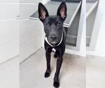 Small Photo #2 Australian Kelpie-Unknown Mix Puppy For Sale in Houston, TX, USA
