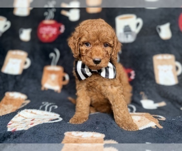 Medium Photo #6 Cockapoo (Miniature) Puppy For Sale in LAKELAND, FL, USA