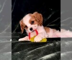 Small Photo #3 Cavalier King Charles Spaniel Puppy For Sale in CARLSBAD, CA, USA