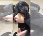 Small Photo #113 Labrador Retriever Puppy For Sale in OLYMPIA, WA, USA