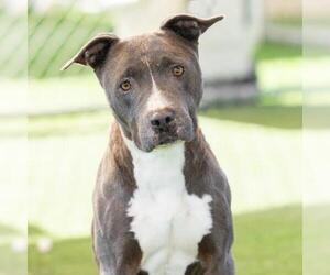 American Pit Bull Terrier Dogs for adoption in Camarillo, CA, USA