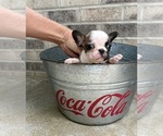 Small #1 French Bulldog
