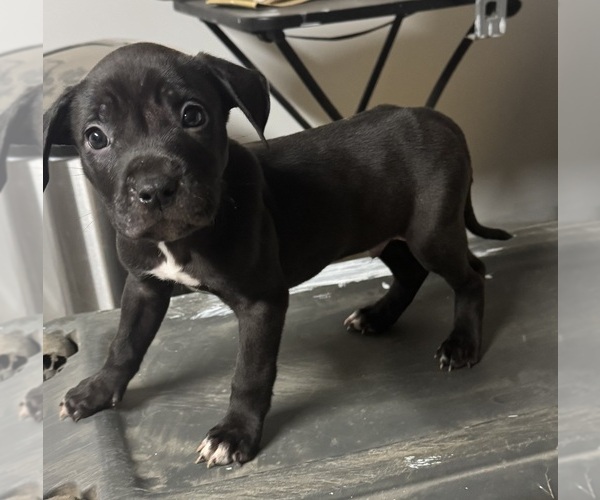 Medium Photo #1 American Pit Bull Terrier Puppy For Sale in EAST HAZEL CREST, IL, USA
