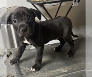 American Pit Bull Terrier Puppy for sale in EAST HAZEL CREST, IL, USA