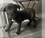 Image preview for Ad Listing. Nickname: Blackie