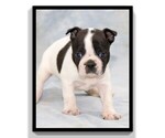 Small Photo #11 Boston Terrier Puppy For Sale in CLARE, MI, USA