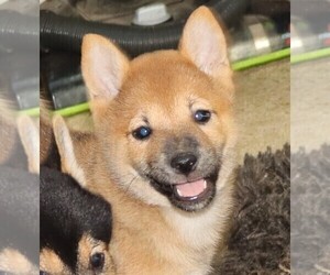Shiba Inu Puppy for Sale in MANITO, Illinois USA