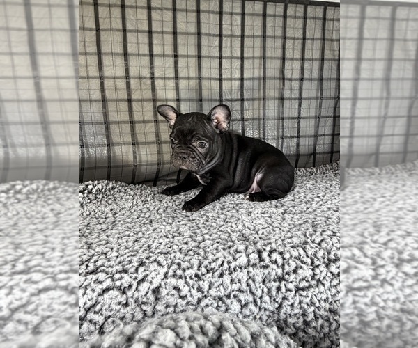 Medium Photo #5 French Bulldog Puppy For Sale in WACO, TX, USA