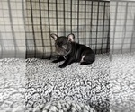 Small Photo #21 French Bulldog Puppy For Sale in WACO, TX, USA