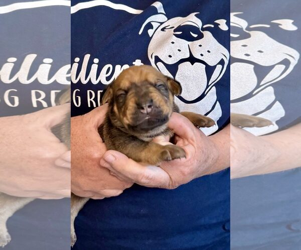 Medium Photo #2 Doberman Pinscher Puppy For Sale in Rancho Cordova, CA, USA