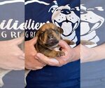 Small #1 Doberman Pinscher
