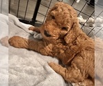 Small Photo #3 Goldendoodle Puppy For Sale in SALEM, SC, USA