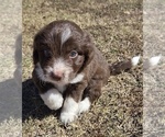 Small #14 Aussiedoodle