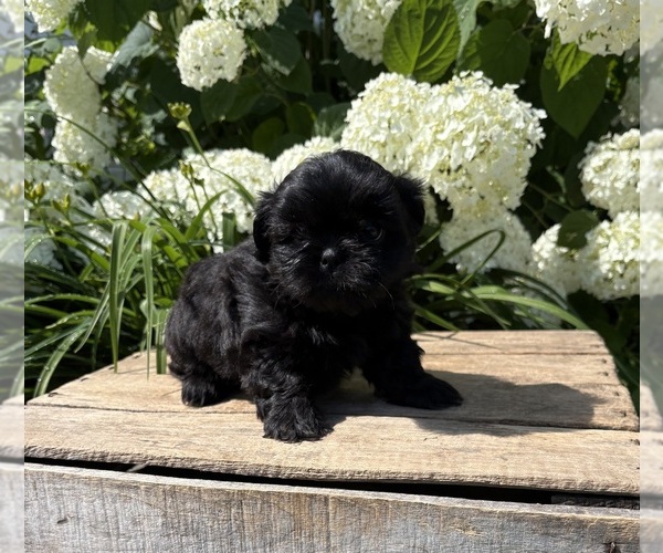 Medium Photo #4 Shih Tzu Puppy For Sale in MIDDLEBURY, IN, USA