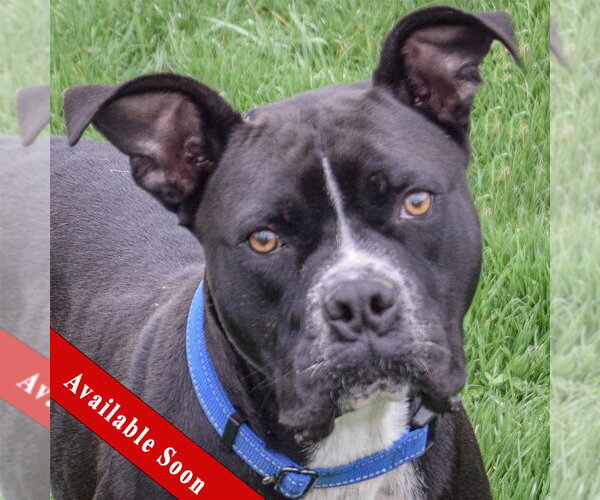 Medium Photo #1 Bulloxer Puppy For Sale in Huntley, IL, USA