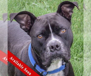 Bulloxer Dogs for adoption in Huntley, IL, USA