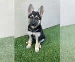 Small #1 German Shepherd Dog