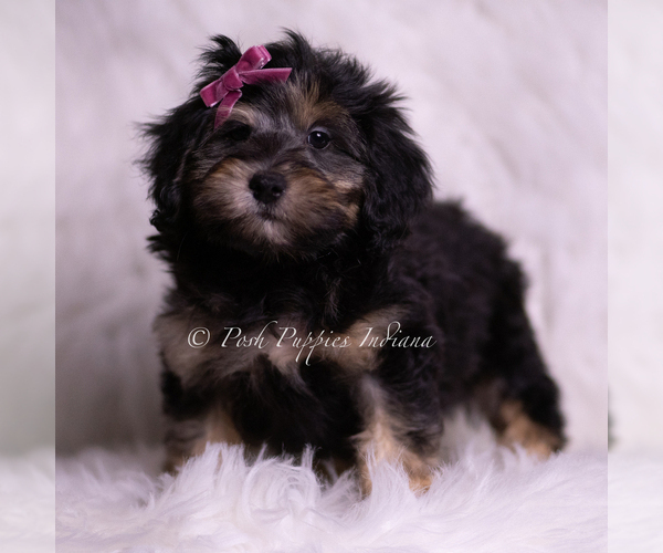 Medium Photo #4 Goldendoodle (Miniature) Puppy For Sale in WARSAW, IN, USA