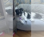 Small #2 Mutt