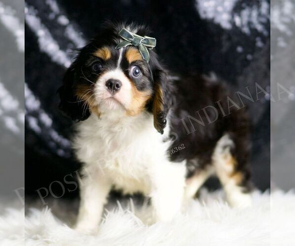 Medium Photo #4 Cavalier King Charles Spaniel Puppy For Sale in WARSAW, IN, USA