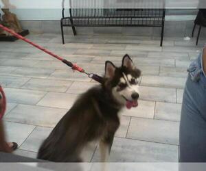 Siberian Husky Dogs for adoption in Charlotte, NC, USA