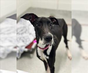 Great Dane-Unknown Mix Dogs for adoption in Fort Collins, CO, USA