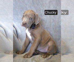 Cane Corso Puppy for sale in MINERAL WELLS, WV, USA