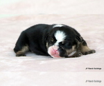 Small #7 Bulldog