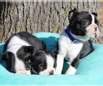 Small Photo #4 Boston Terrier Puppy For Sale in HUGHESVILLE, MD, USA