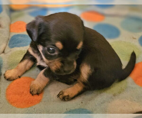 Medium Photo #2 Chihuahua-Unknown Mix Puppy For Sale in Olalla, WA, USA