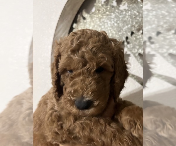 Medium Photo #8 Goldendoodle Puppy For Sale in FRESNO, CA, USA
