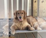 Small Photo #15 Golden Retriever Puppy For Sale in SMITHVILLE, TX, USA