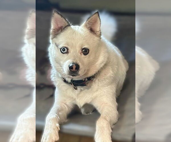 Medium Photo #3 Australian Terrier-Pomeranian Mix Puppy For Sale in Berlin, MD, USA