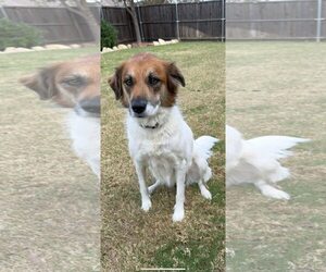 Great Pyrenees-Unknown Mix Dogs for adoption in Dallas, TX, USA