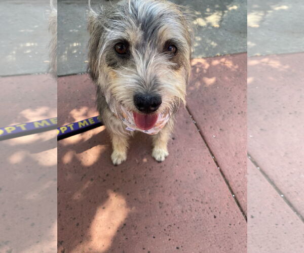 Medium Photo #5 Mutt Puppy For Sale in La Verne, CA, USA