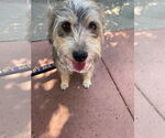 Small #4 Mutt